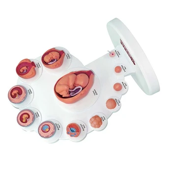 4D Развитие на човешкия ембрион Анатомичен модел Фетален растеж Орган Преподаване Alpinia Сглобени играчки