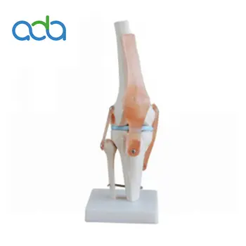 Ярък изкуствен модел на колянната става в реален размер Скелет Човешка дисекция Manikin BIX-A1025